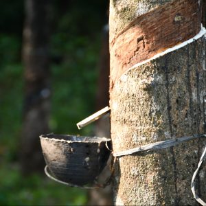 Colla in gomma naturale: la massa adesiva